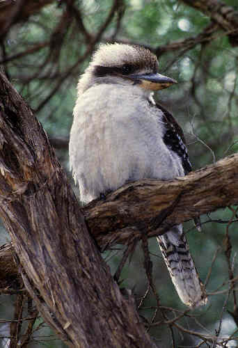 pics of australian animals